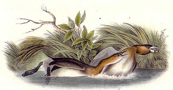 Pied-billed Dobchick - Audubon's Birds Of America