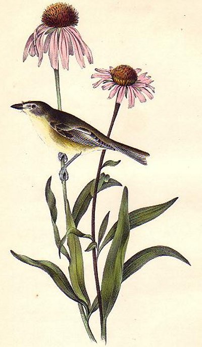 Bell's Vireo - Audubon's Birds Of America