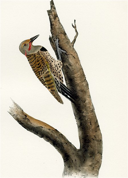Missouri Red-moustached Woodpecker - Audubon's Birds Of America