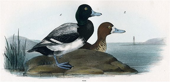 Common Scaup Duck - Audubon's Birds Of America