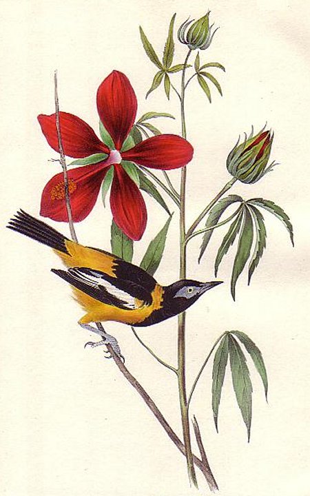 Common Troupial - Audubon's Birds Of America