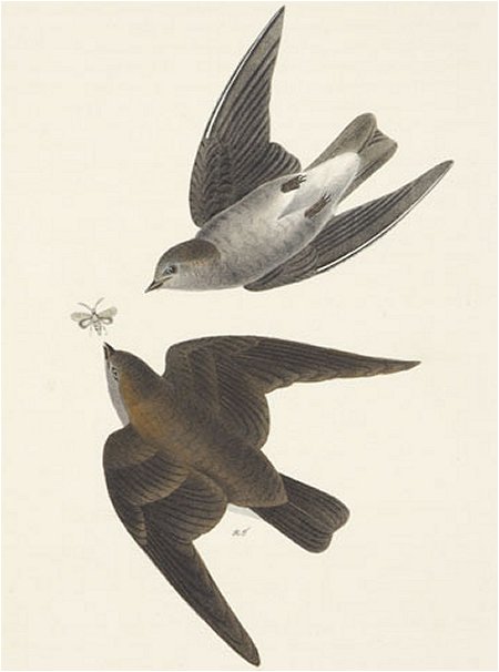 Rough-winged Swallow - Audubon's Birds Of America