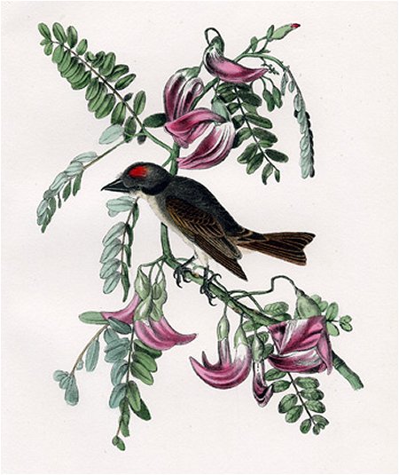 Pipiry Flycatcher - Audubon's Birds Of America