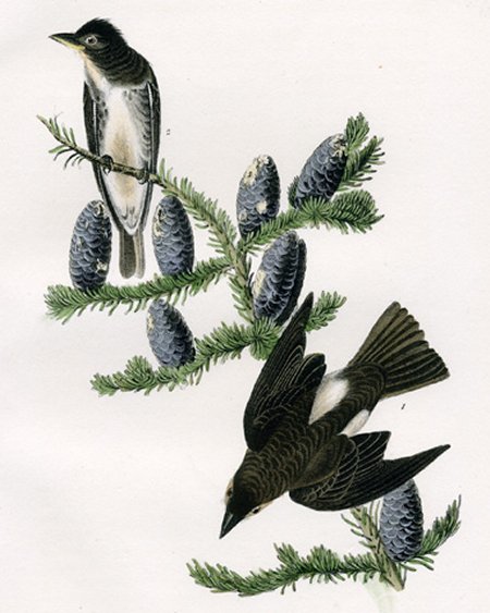 Cooper's Flycatcher - Audubon's Birds Of America