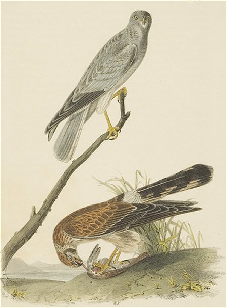 Common Buzzard - Audubon's Birds Of America