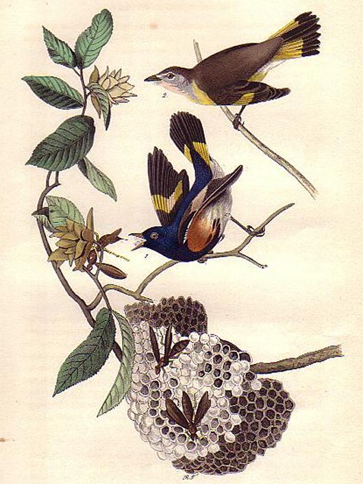  American Redstart - Audubon's Birds Of America