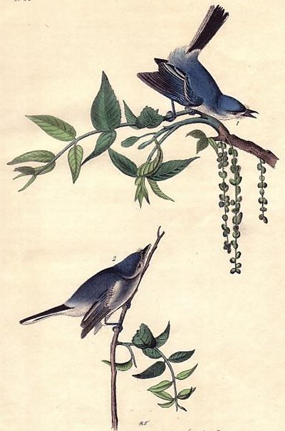 Blue-grey Flycatcher - Audubon's Birds Of America