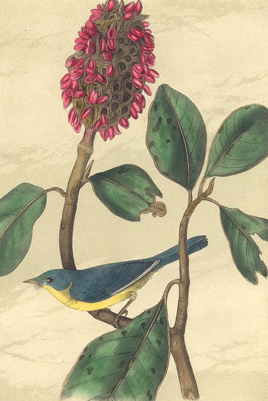 Bonaparte's Flycatching Warbler - Audubon's Birds Of America