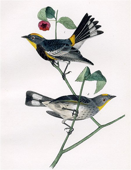 Audubon's Wood Warbler - Audubon's Birds Of America