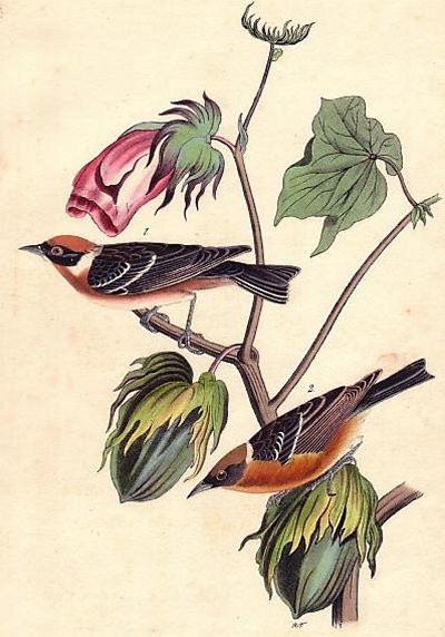 Bay-breasted Wood Warbler - Audubon's Birds Of America