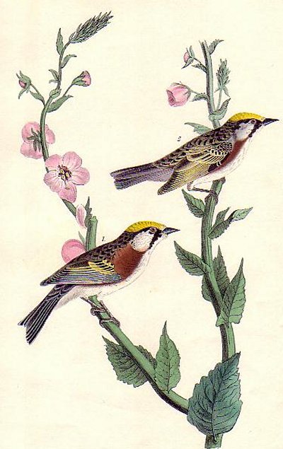 Chestnut-sided Wood Warbler - Audubon's Birds Of America