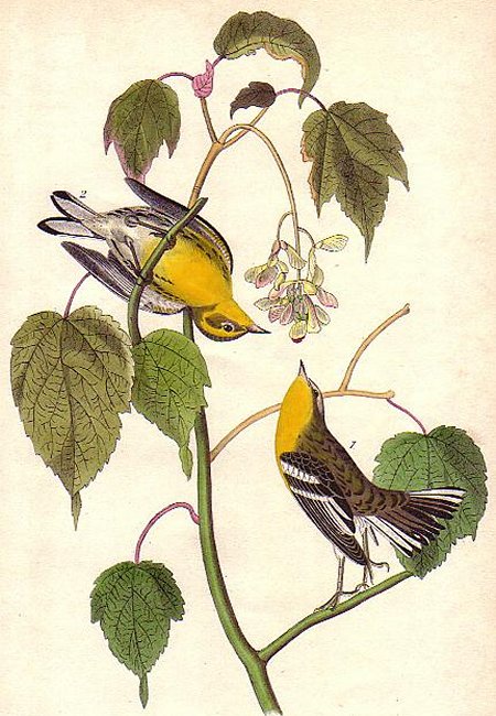Hemlock Warbler - Audubon's Birds Of America