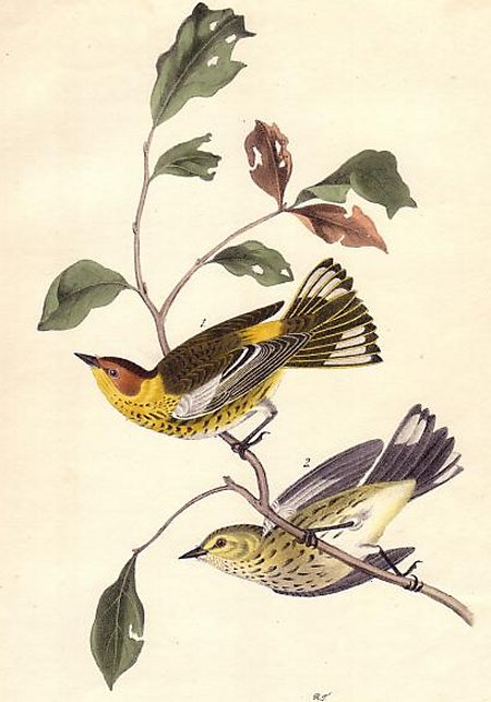Cape May Wood Warbler - Audubon's Birds Of America