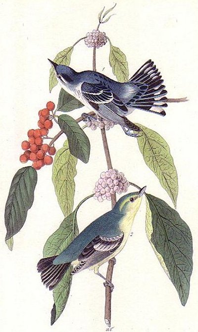 Caerulean Wood Warbler - Audubon's Birds Of America