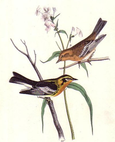 Blackburnian Wood Warbler - Audubon's Birds Of America