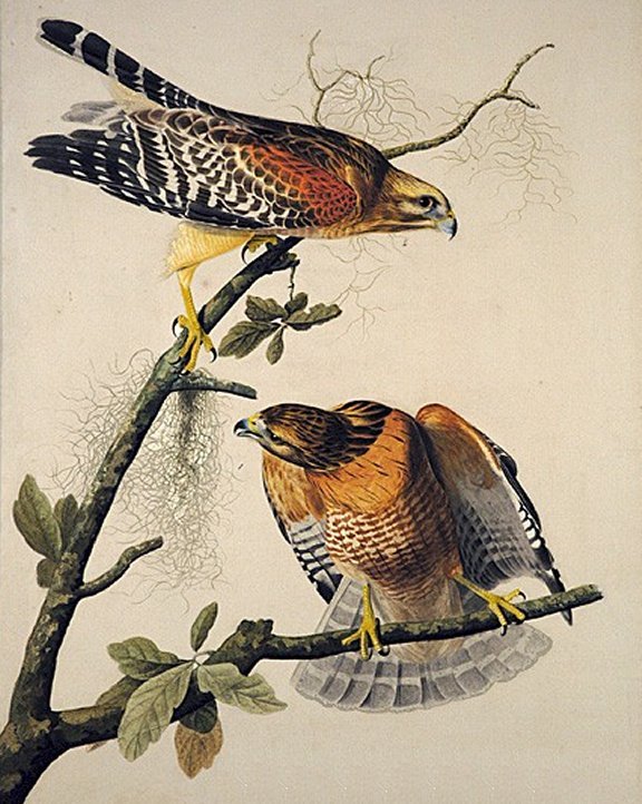 Red-shouldered Buzzard - Audubon's Birds Of America