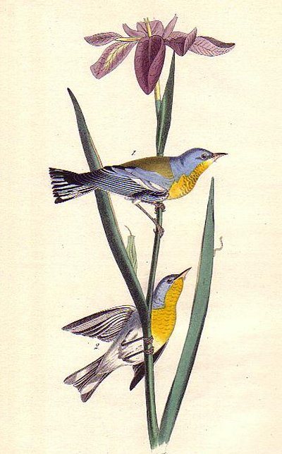 Blue Yellow-backed Wood Warbler - Audubon's Birds Of America