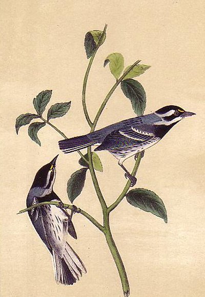 Black-throated Grey Wood Warbler - Audubon's Birds Of America