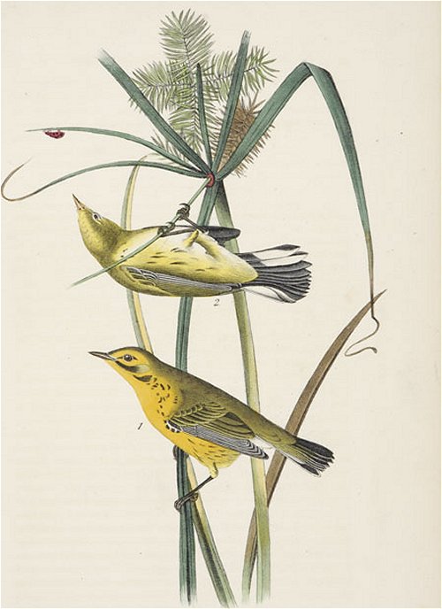 Prairie Wood Warbler - Audubon's Birds Of America