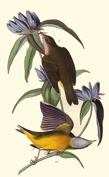 Connecticut Warbler - Audubon's Birds Of America
