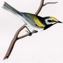 Golden-winged Swamp Warbler