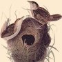 Short-billed Marsh Wren