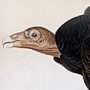Red-necked Turkey Vulture