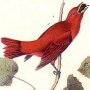 Summer Red-bird