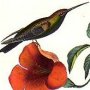 Mango Humming Bird