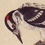 Canadian Woodpecker