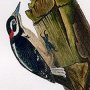 Harris' Woodpecker
