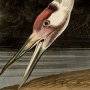 Whooping Crane (Adult Male)