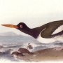 American Oyster-catcher