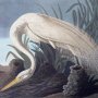 Great American White Egret