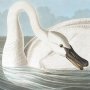 Trumpeter Swan (Adult)
