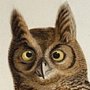 Great Horned-Owl