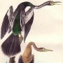American Anhinga-Snake Bird