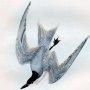 Gull-billed Tern/Marsh Tern