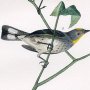 Audubon's Wood Warbler