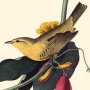 Rathbone's Wood Warbler