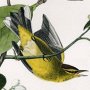 Yellow Red-poll Wood Warbler