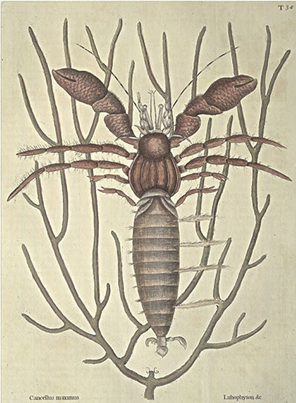 Sea Hermit Crab Plate Number: II 34 
