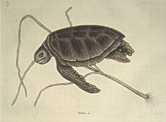 Sea-Tortoise Plate Number: II 38 