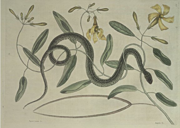 Green Spotted Snake Plate Number: II 53 