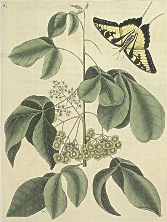 Frutex Virginianus trifolius Plate Number: II 83 