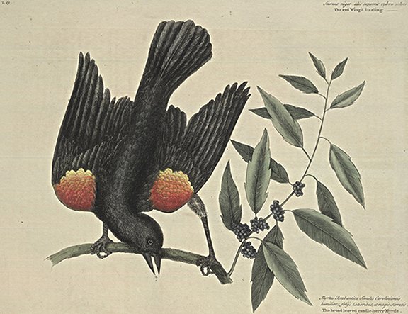 Red Winged Starling Plate Number: I 13 