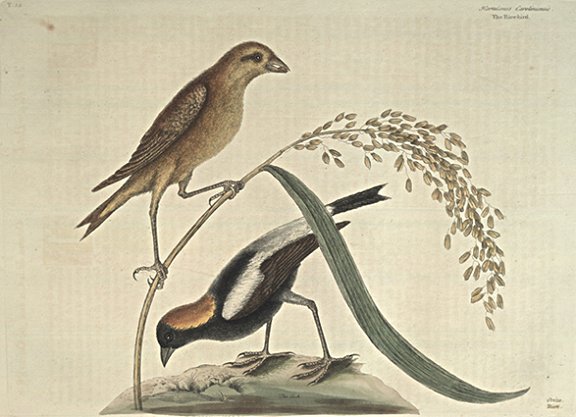 Rice-Bird Plate Number: I 14 