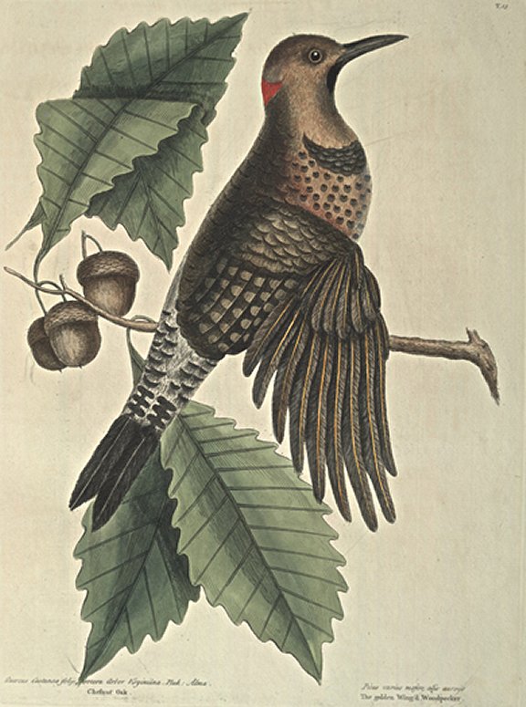 Gold-winged Wood-pecker Plate Number: I 18 