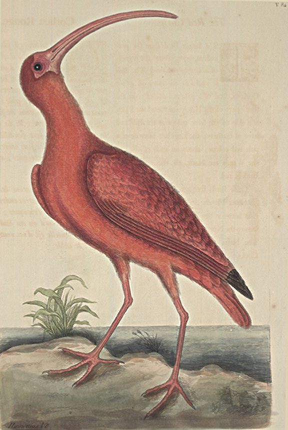 Red Curlew Plate Number: I 84 