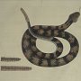 Rattle-Snake